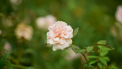 Fototapeta premium Close-up of roses blooming in the garden