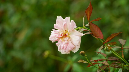 Close-up of roses blooming in the garden