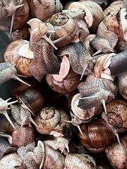 snails cluster on farm close up authentic lifestyle