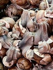 snails cluster on farm close up authentic lifestyle