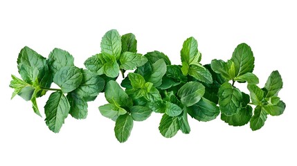 Mint leaves cluster, isolated on white, detailed textures