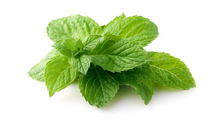 Mint leaves cluster, isolated on white, detailed textures