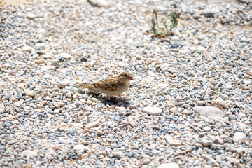 bird on the sand
