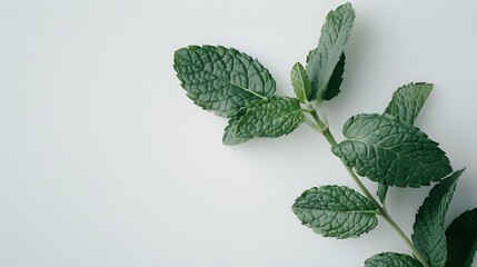 Mint leaves, isolated on a pristine white background