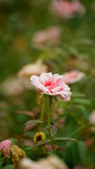 Close-up of roses blooming in the garden