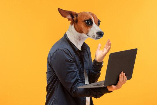 A dog with a human body is wearing a black shirt and using a laptop. The dog is looking at the laptop with a confused expression and has one hand raised in the air.