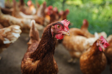 close up brown chicken or hen lay eggs in rural farm