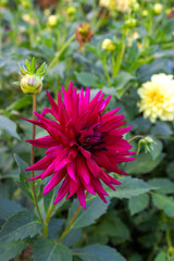 Obraz premium Red purple dahlia flower vivid garden bloom closeup. Vibrant autumn flower fresh dahlia chrysanthemum blossom. Beautiful botanical macro photo vertical wallpaper. Green leaves background.