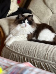 fluffy white and brown bicolor cat with blue eyes breed ragdoll lies on the sofa stretched out paws...