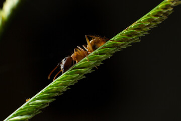 Details of small ant on garden leaf, macro details
