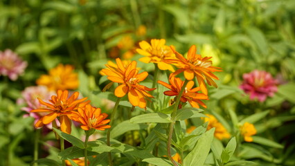 Close-up of chrysanthemums blooming in the garden
