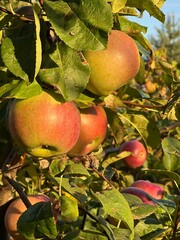 ripe red apples on tree in autumn sun rays harvest on farm authentic lifestyle