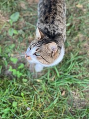wild village hungry striped cat with green eyes on grass background asks for food authentic lifestyle