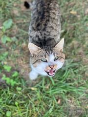 wild village hungry striped cat with green eyes on grass background asks for food authentic lifestyle