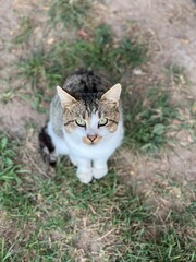 wild village hungry striped cat with green eyes on grass background asks for food authentic lifestyle