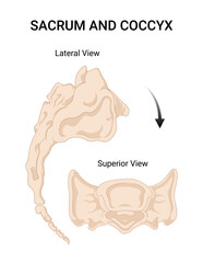 Sacrum and Coccyx an Overview of Medical Science