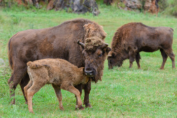 buffalo on green grass, animals in natural environment