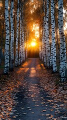 The road is lined with birch trees, the sunset's glow illuminates the autumn leaves on the ground