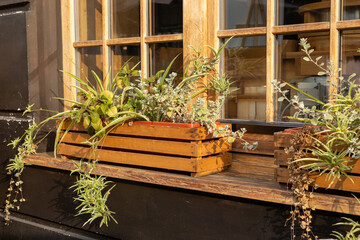 A sunny window with wooden pots filled with various plants in a urban setting during the afternoon