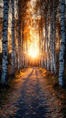 Fototapeta premium The road is lined with birch trees, the sunset's glow illuminates the autumn leaves on the ground
