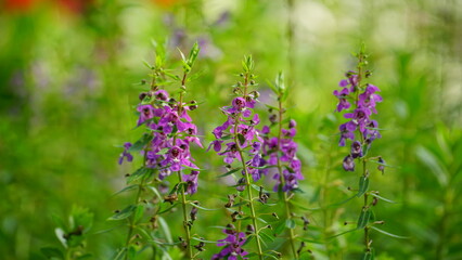 Close-up of blooming Angelonia goyazensis flower