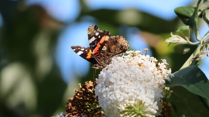 Red Admiral butterfly in a garden