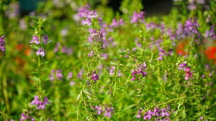 Close-up of blooming Angelonia goyazensis flower