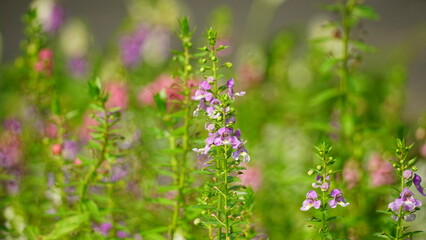 Close-up of blooming Angelonia goyazensis flower