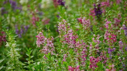 Close-up of blooming Angelonia goyazensis flower