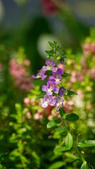 Close-up of blooming Angelonia goyazensis flower
