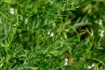 Close-up of lentil plant with white flowers. Lentil field. Detail of flowers and tendrils on a green background