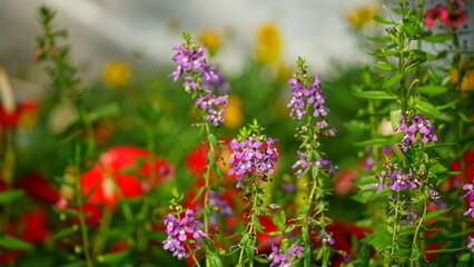 Close-up of blooming Angelonia goyazensis flower