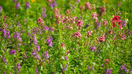 Close-up of blooming Angelonia goyazensis flower