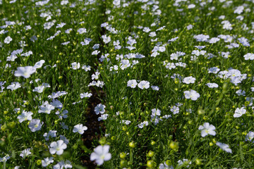 A close-up of a sprout of sunflower sprouts lit by the afternoon sun on fertile black soil. Concept agro culture.