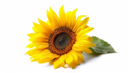 Fototapeta premium Single Yellow Sunflower with Green Leaf on White Background