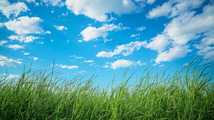 Serene Landscape of High Grass and Blue Sky Generative AI