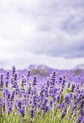Naklejka premium Lavender field in bloom under cloudy sky