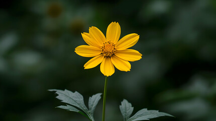 yellow flower in the morning