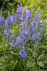 Obraz premium Camassia leichtlinii Caerulea flower in a garden