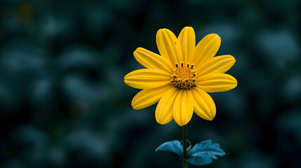 Yellow Flower 