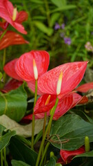 Close-up of Anthurium andraeanum flower blooming