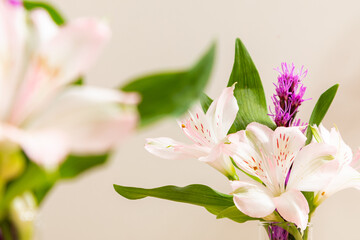 Beautiful Alstroemeria in warm lighting background. Light and Shadow wallpaper. Space for text. Backdrop. Studio photography. Cozy wallpaper. Empty space. Blossom Pink Flower. Colourful natural. Cute 