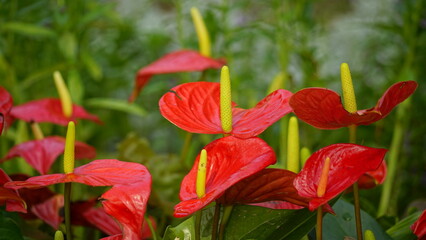 Close-up of Anthurium andraeanum flower blooming