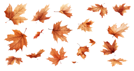 Set of autumn leaves against a white background or PNG in a variety of colors and shapes