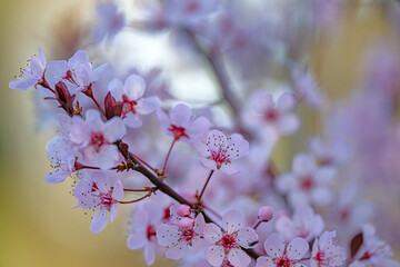 cherry blossom