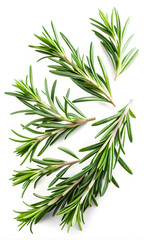Naklejka premium Rosemary leaves isolated on white background, Clipping path, Selective ficus