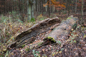 Path in the forest - autumn time