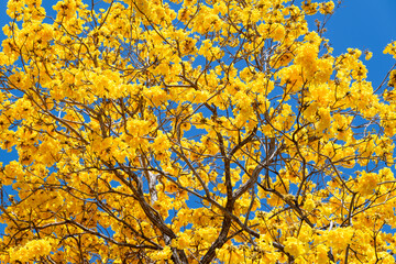 Golden trumpet tree, Handroanthus chrysotrichus, yellow flowers and branches against blue sky, summer sun outdoor