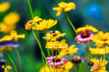 Butterfly on flowers in a colorful meadow