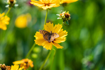 Butterfly on flowers in a colorful meadow